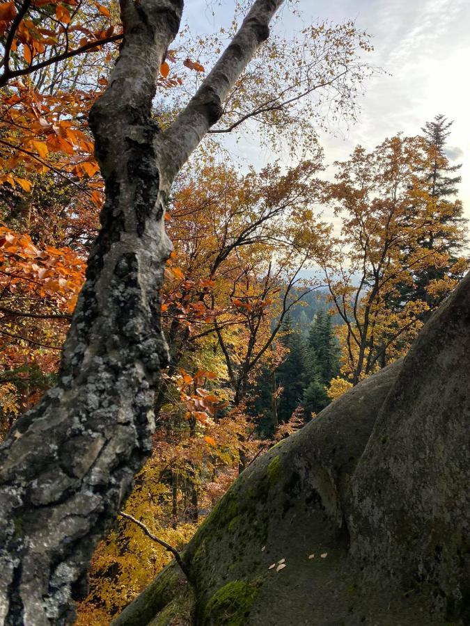 Glamping Pod Gwiazdami Pietrusza Wola Hotell Exteriör bild